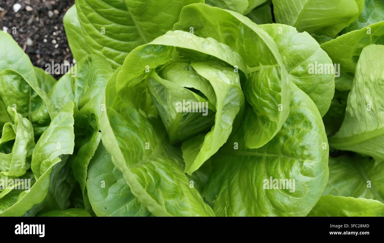 Prima vista di lattuga romana coltivata in casa Foto Stock