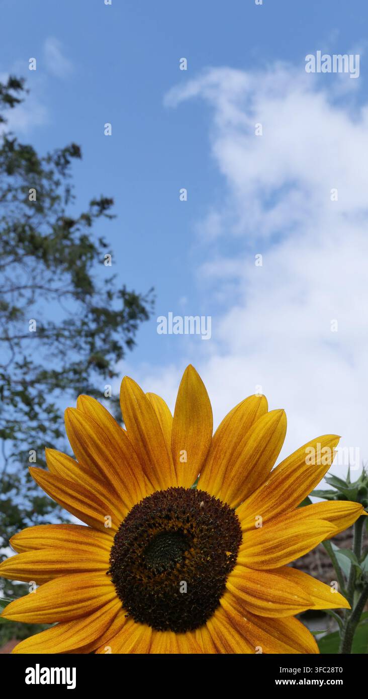 Un girasole giallo in fiore contro un cielo blu, immagine a forma di ritratto Foto Stock