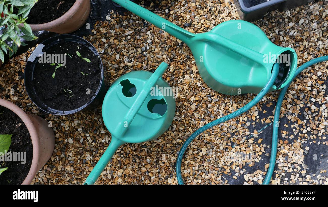 Guardando in basso sui secchi di plastica verdi per l'acqua accanto a un vaso di piantine di coriandolo Foto Stock