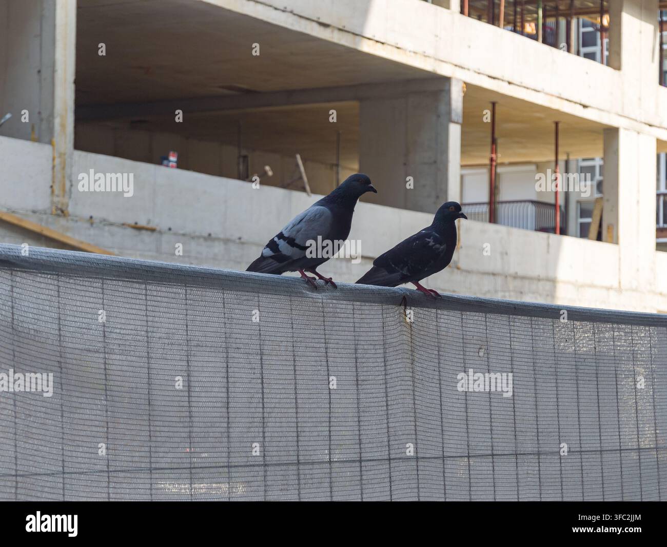 Due piccioni riposano affiancati su una recinzione metallica, evidenziando la fauna urbana che si adatta a un paesaggio cittadino in evoluzione. - Immagine stock catturata con smartphone
