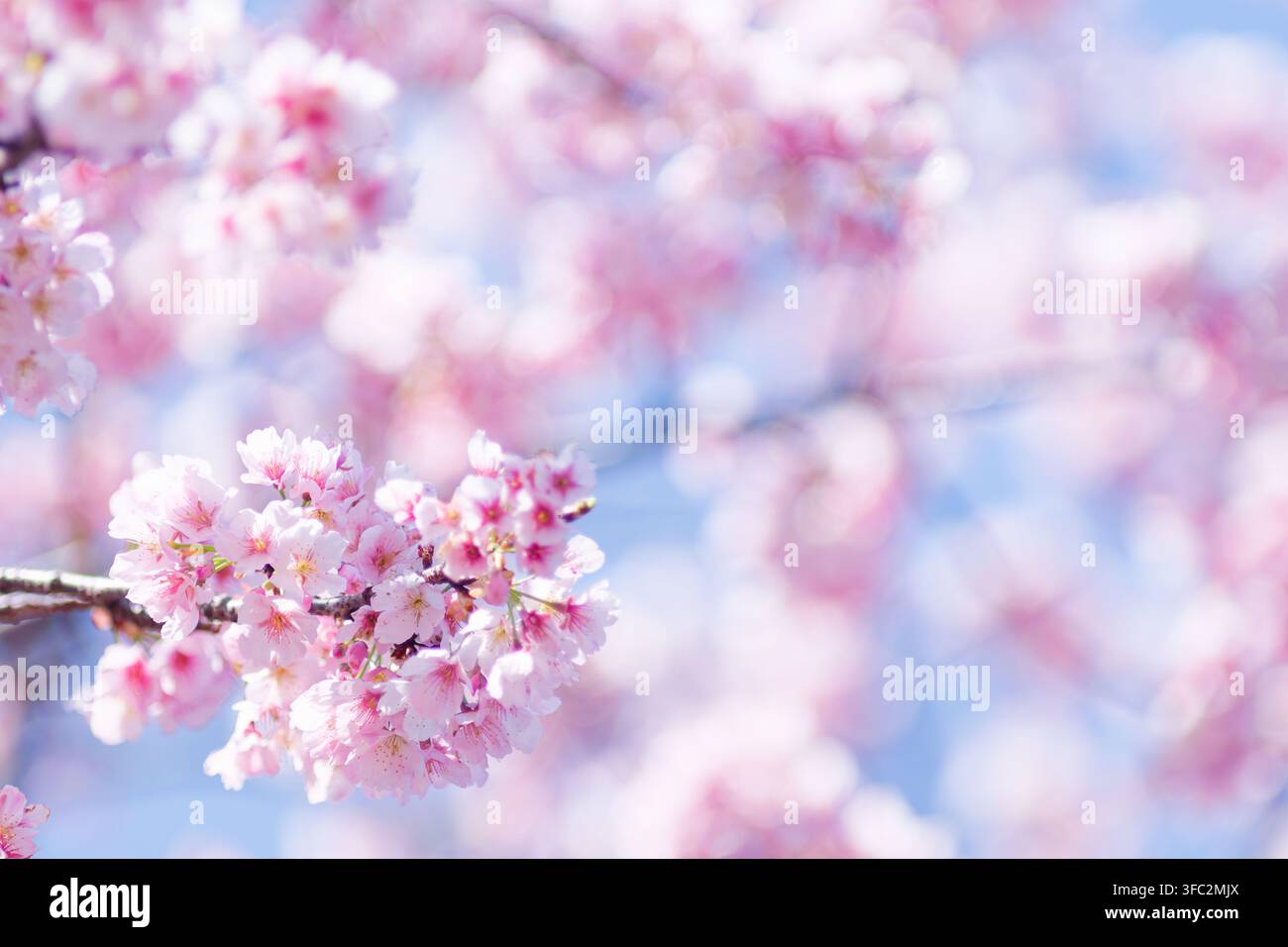Etereo e poetico, i delicati petali rosa danzano dolcemente sulla brezza primaverile, creando un momento fugace di perfetta armonia contro il blu infinito. Foto Stock