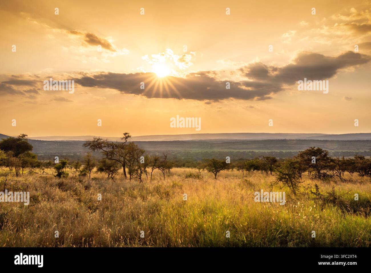 Ruanda, regione dei Grandi Laghi, Provincia Orientale, Parco nazionale dell'Akagera, savana baciata dal sole Foto Stock