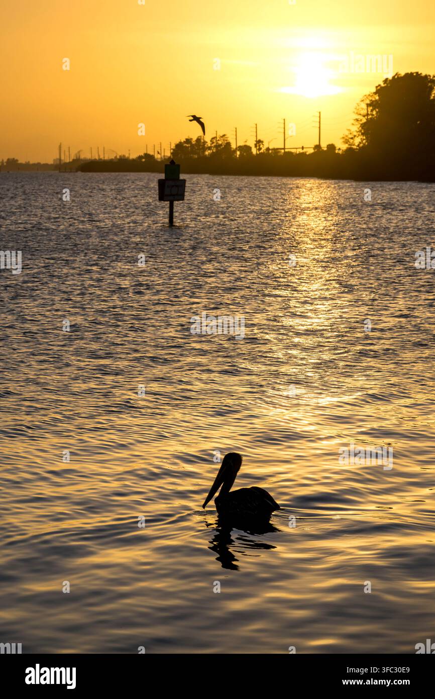 Stati Uniti, Florida, Cocoa Beach, Fiume Banana, Pellicano marino (Pelecanus occidentalis) Foto Stock