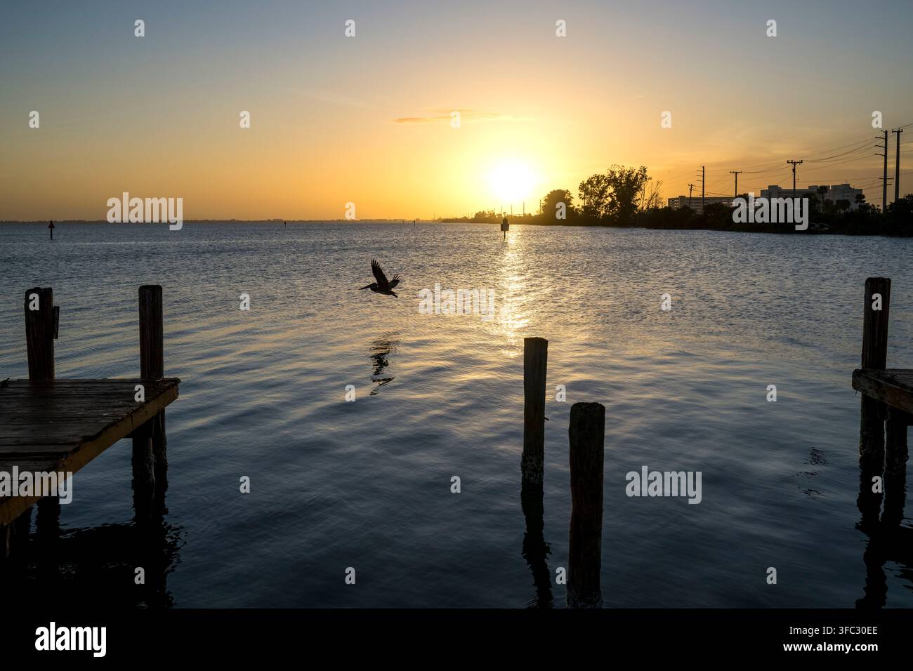 Stati Uniti, Florida, Cocoa Beach, Fiume Banana, Pellicano marino (Pelecanus occidentalis) Foto Stock