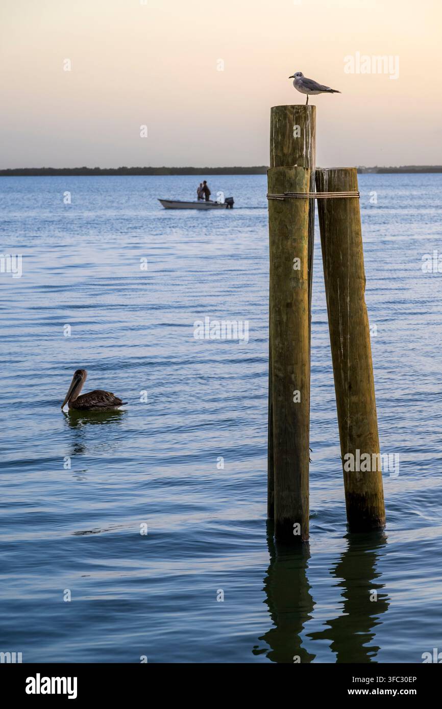 Stati Uniti, Florida, Cocoa Beach, Fiume Banana, Pellicano marino (Pelecanus occidentalis) Foto Stock