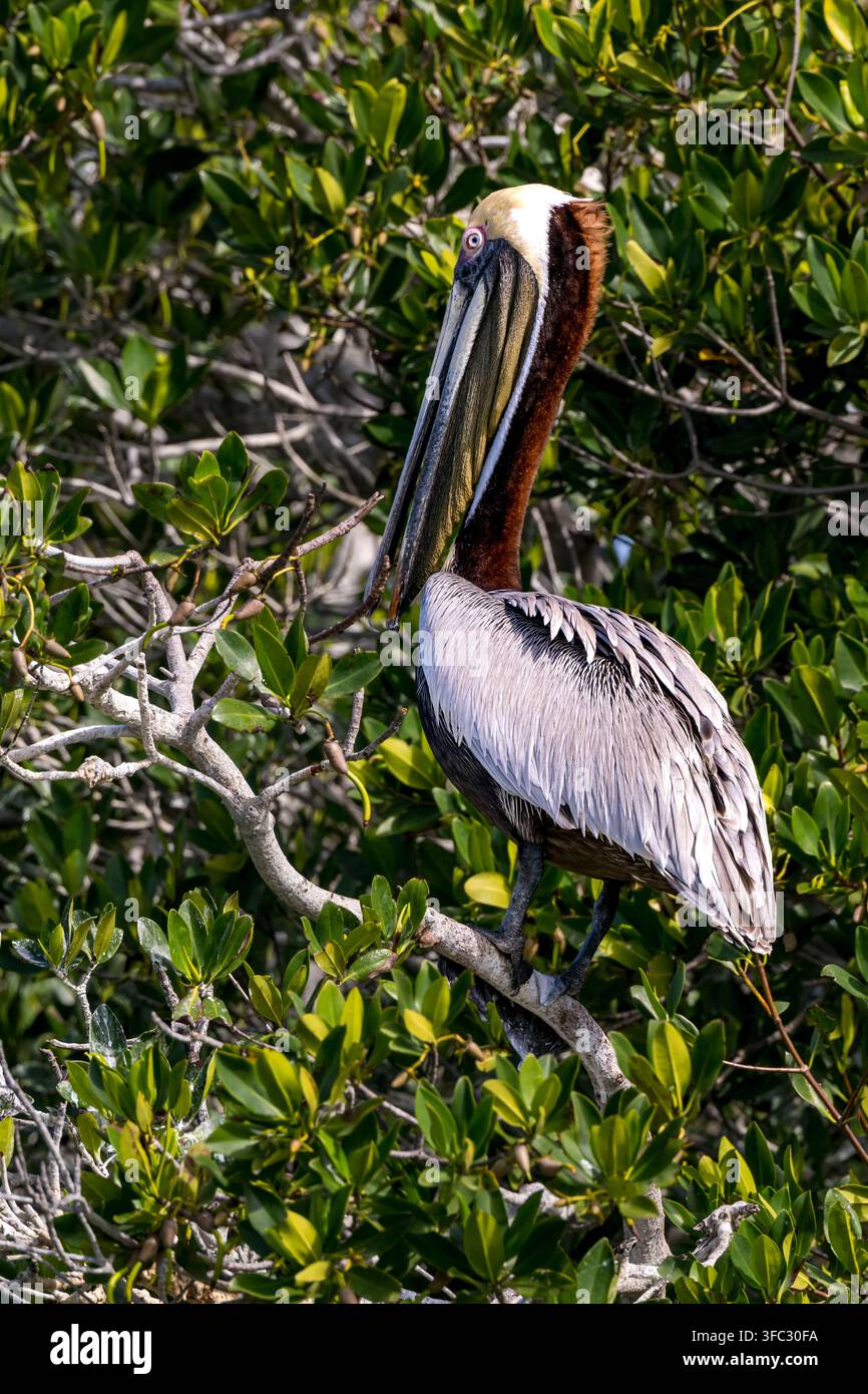 Stati Uniti, Florida, Cocoa Beach, Fiume Banana, Pellicano marino (Pelecanus occidentalis) Foto Stock