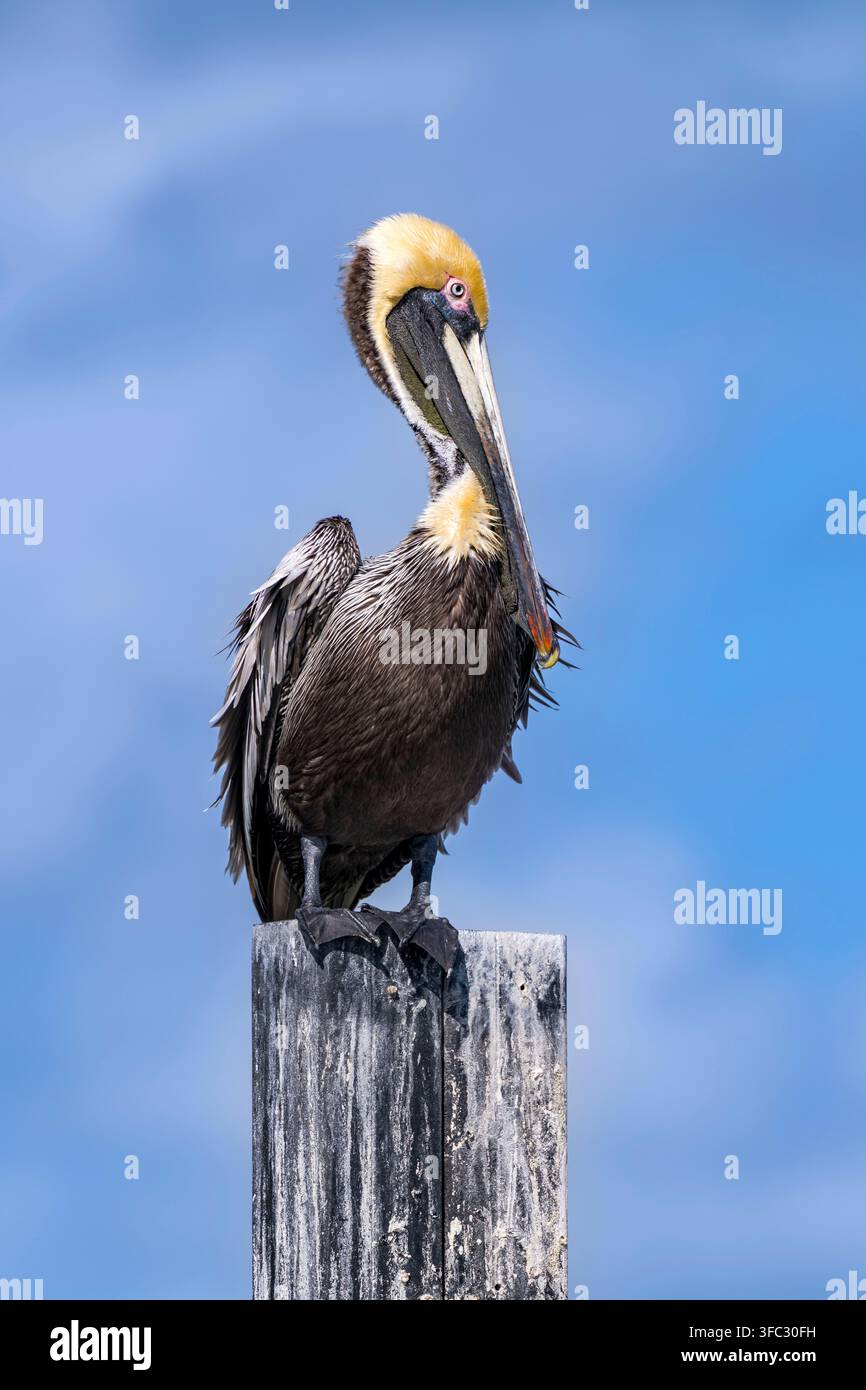 Stati Uniti, Florida, Cocoa Beach, Fiume Banana, Pellicano marino (Pelecanus occidentalis) Foto Stock