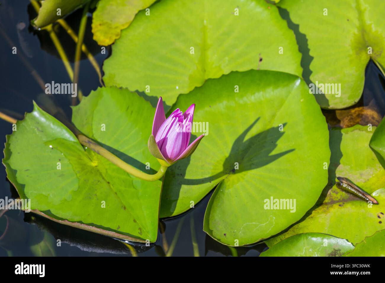 Mauritius, distretto di Pamplemousses, Pamplemousses, Giardino Botanico Sir Seewoosagur Ramgoolam, stagno dei lotus, loto blu (Nymphaea caerulea) Foto Stock