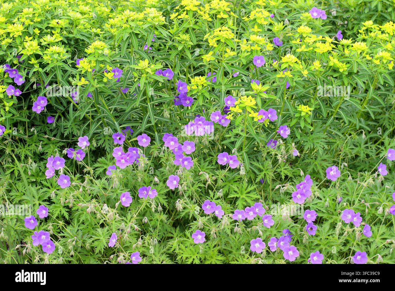 Geranio ed euforbia. Fiori viola di geranio resistente in fiore piantati con fiori verde limone di euforbia in una bordura di giardino. UK Foto Stock