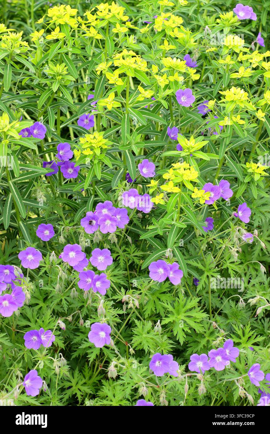 Geranio ed euforbia. Fiori viola di geranio resistente in fiore piantati con fiori verde limone di euforbia in una bordura di giardino. UK Foto Stock
