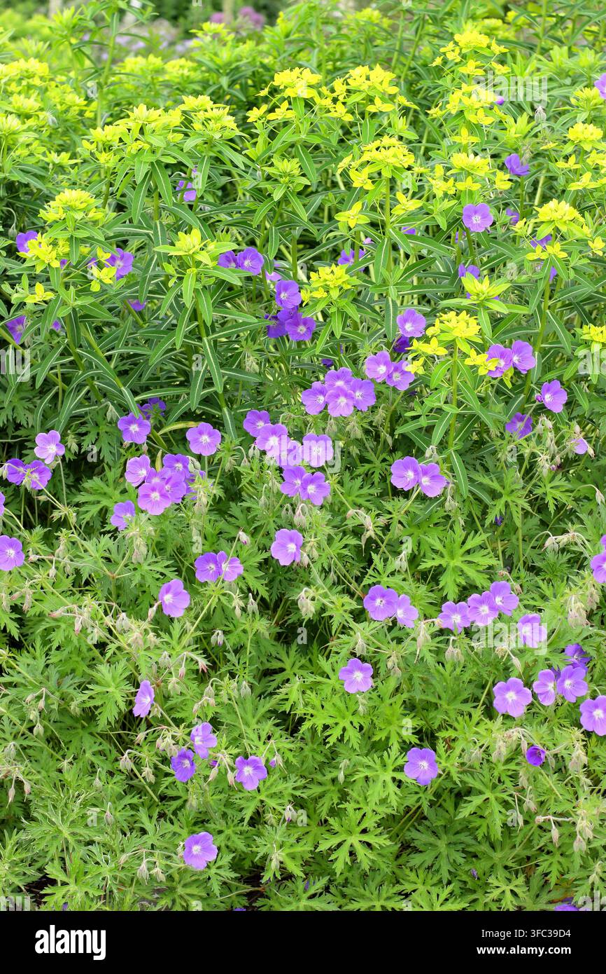 Geranio ed euforbia. Fiori viola di geranio resistente in fiore piantati con fiori verde limone di euforbia in una bordura di giardino. UK Foto Stock