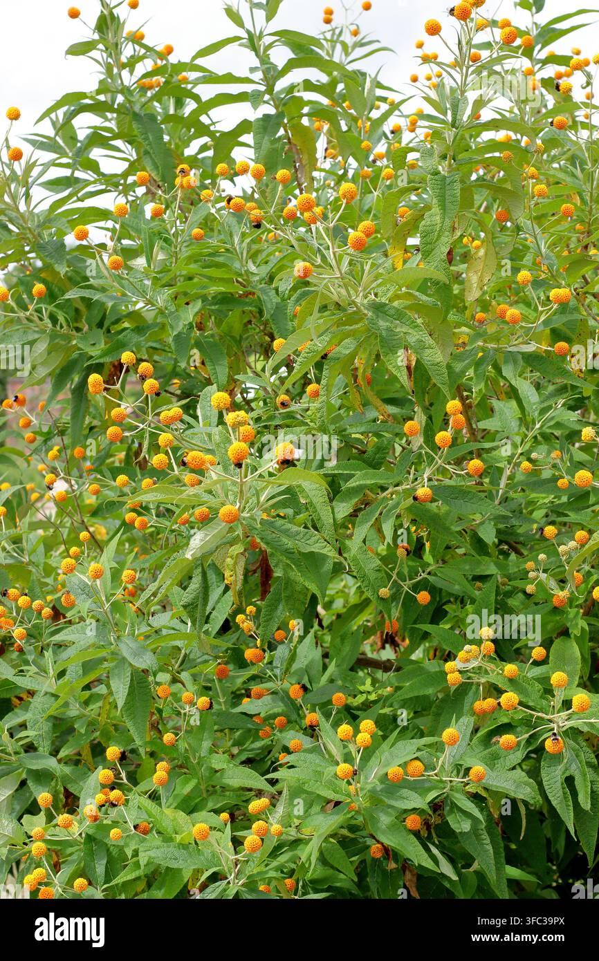 Buddleia. Cespuglio di Buddleja globosa, albero a palla arancione, arbusto ornamentale, che porta grappoli caratteristici di fiori arancioni rotondi. Foto Stock