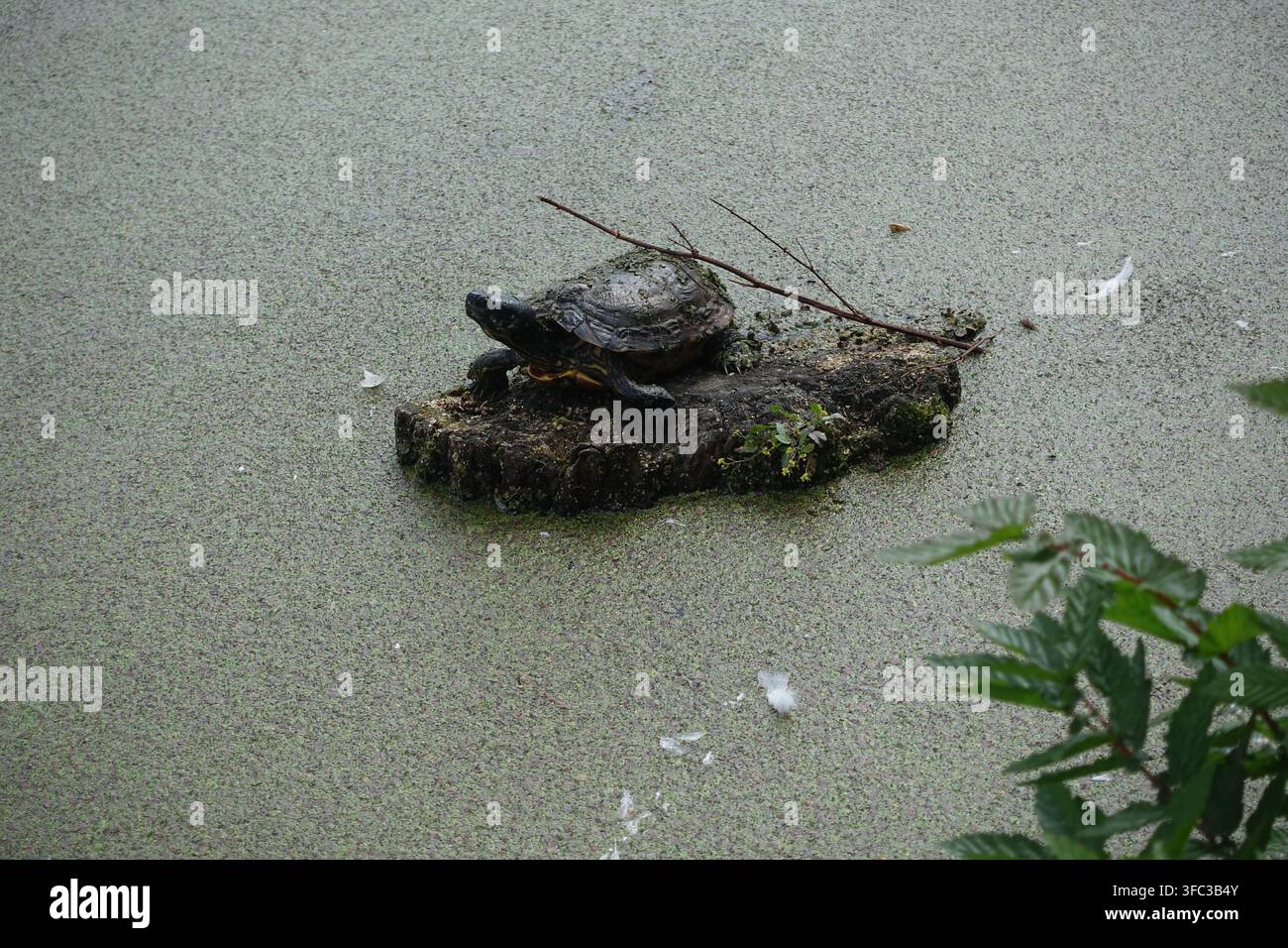 Tartaruga d'acqua dolce che riposa su un tronco parzialmente sommerso circondato da lenticchie d'acqua al Moses Gate Country Park a Bolton, Greater Manchester, Inghilterra, Regno Unito. Foto Stock