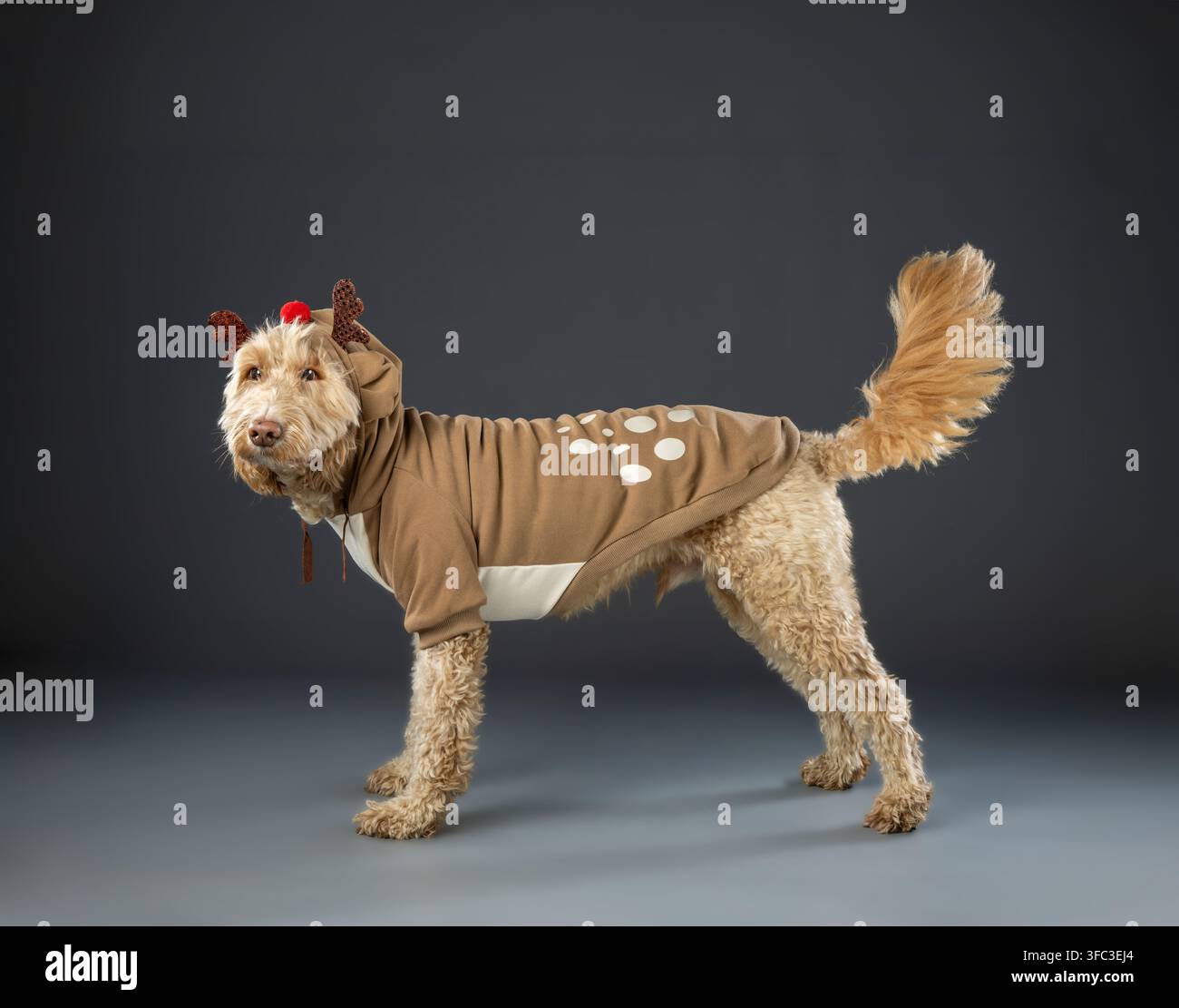 Vista laterale di un cane Cockapoo che indossa un costume da renna per Natale in un ambiente studio grigio. Foto Stock