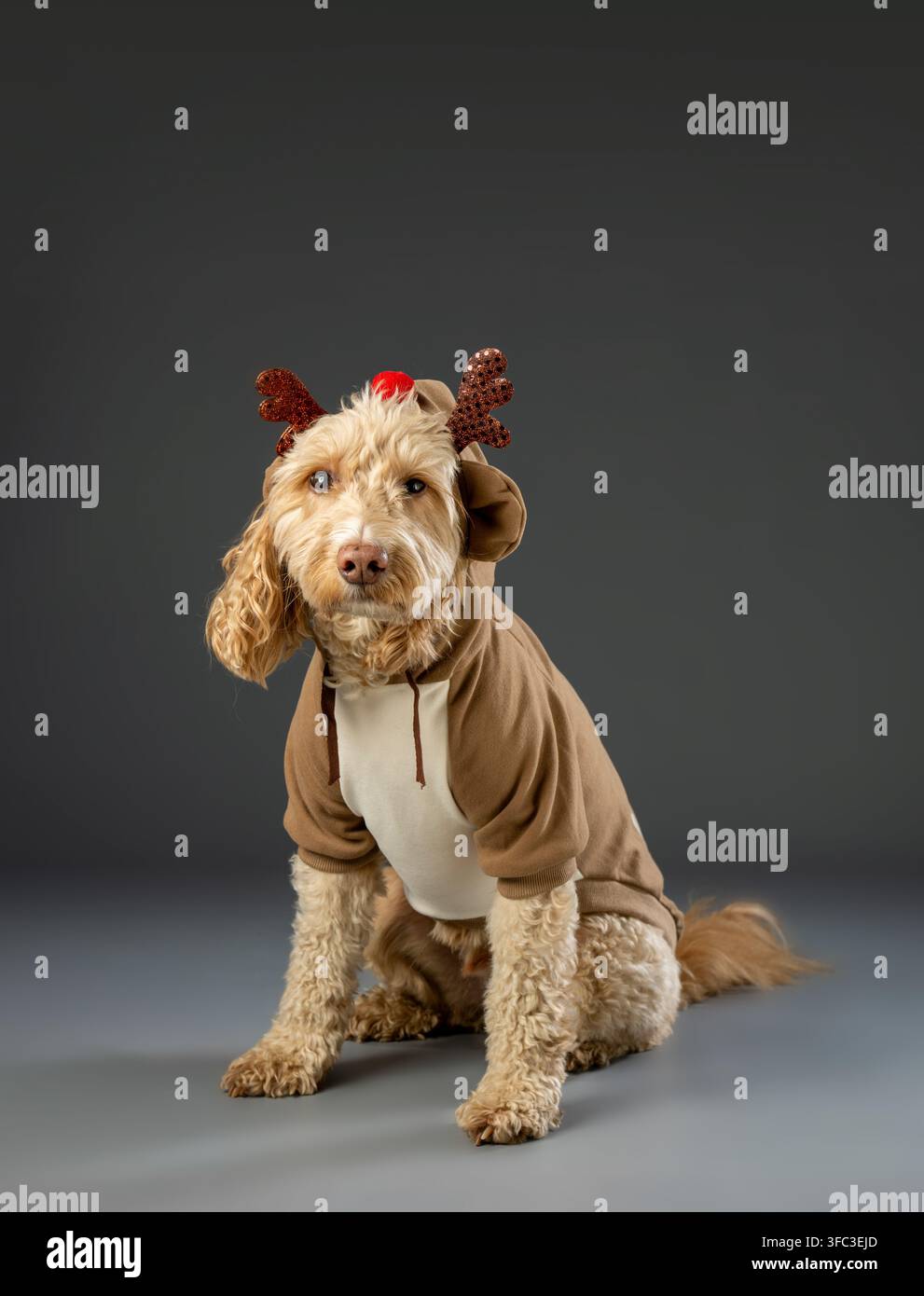 Cane Cockapoo seduto vestito con un abito natalizio a forma di renna, che guarda l'obiettivo in un ritratto da studio. Foto Stock