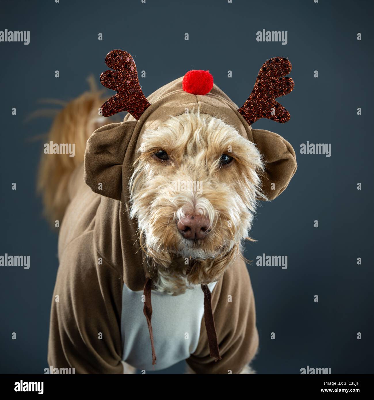 Ritratto ravvicinato di un cockapoo che indossa un cappuccio da renna e corna per un'immagine divertente di Natale con un animale domestico. Foto Stock