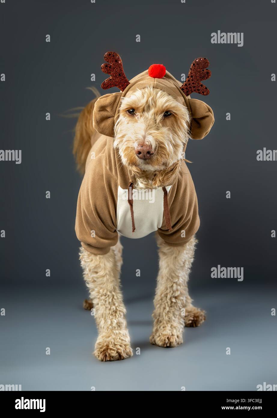 Ritratto completo in studio di un cane Cockapoo in costume da renna natalizio, che guarda verso la fotocamera. Foto Stock