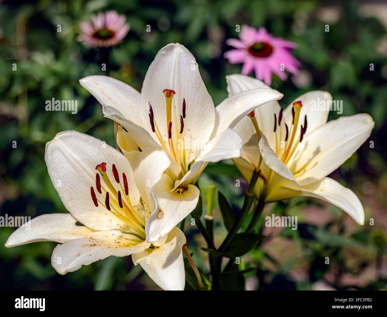 Fiori di giglio bianco sbocciano in un giardino illuminato dal sole, i loro petali cremosi e le stami scuri catturati in primo piano nitido con fiori a cono rosa sfocati e gree Foto Stock