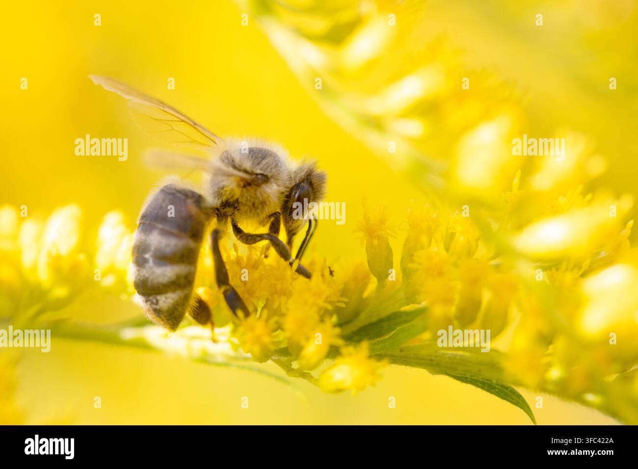 Ape indaffarata che raccoglie polline e nettare su fiori giallo brillante. Concetto di salvataggio delle api Foto Stock