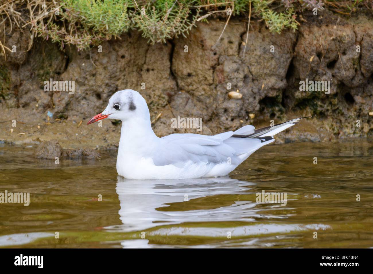 Un gabbiano dalla testa nera che nuota a Cuckmere Haven, East Sussex, Inghilterra Foto Stock