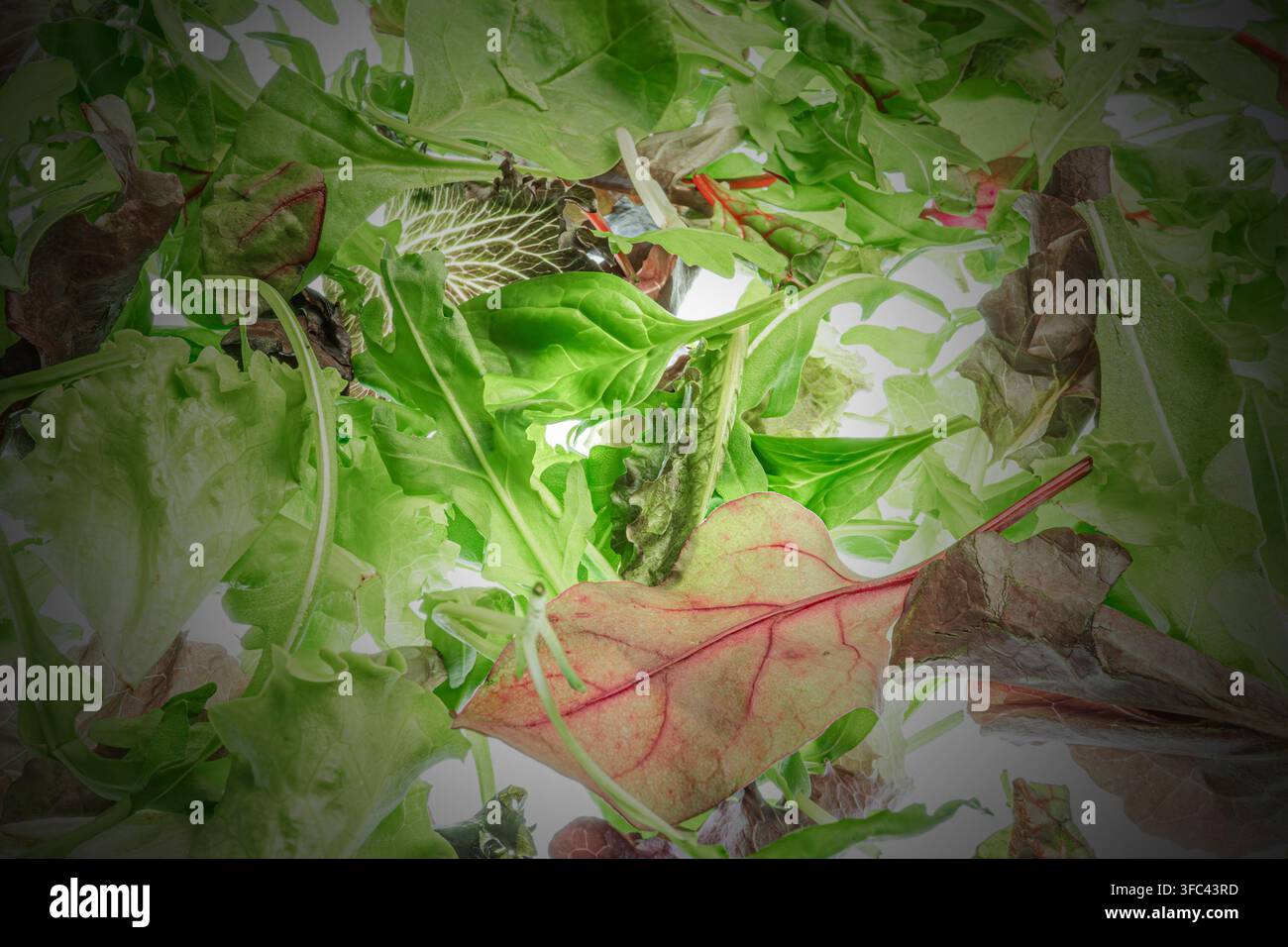 Varietà di verdure fresche in sala di posa, texture fogliose vivaci che si sovrappongono a strati, foglie croccanti intatte, sfumature verdi ricche con venature rosse, diffuso Foto Stock
