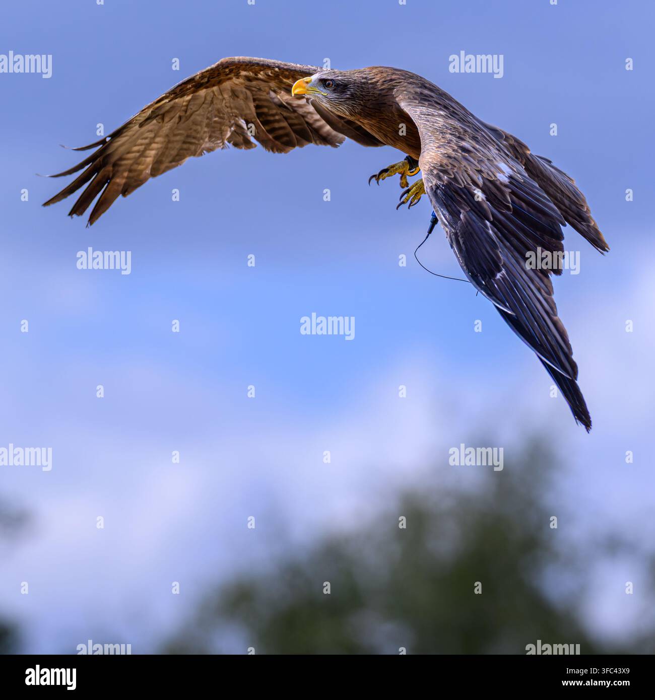 Un rapace con becco giallo in cattività, che vola nell'East Sussex, Inghilterra Foto Stock
