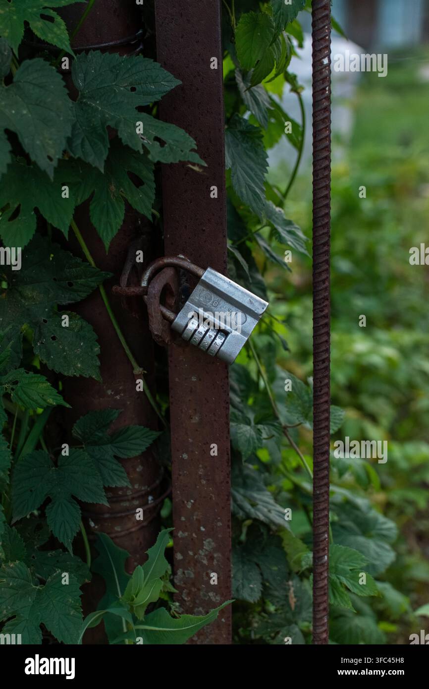 Lucchetto a combinazione su un cancello di recinzione in ferro arrugginito ricoperto di vegetazione Foto Stock