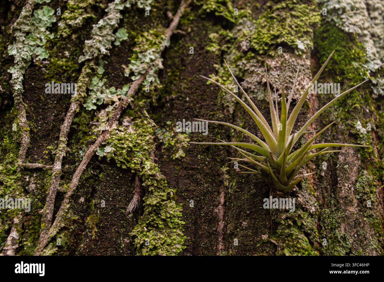 Primo piano di una pianta aerea (Tillandsia) aderente a un tronco d'albero ruvido coperto da piccole rampicanti, muschio e licheni. Sfondo perfetto Foto Stock