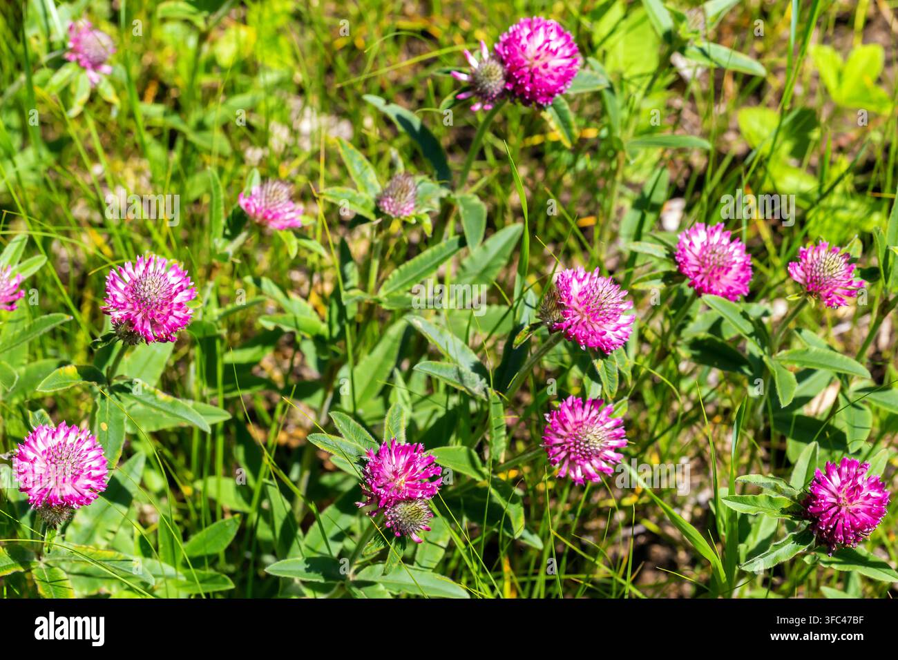 Gomphrena globosa, comunemente nota come amaranto globo, bottone del celibe, makhmali e fiori vadamalli, primo piano Foto Stock