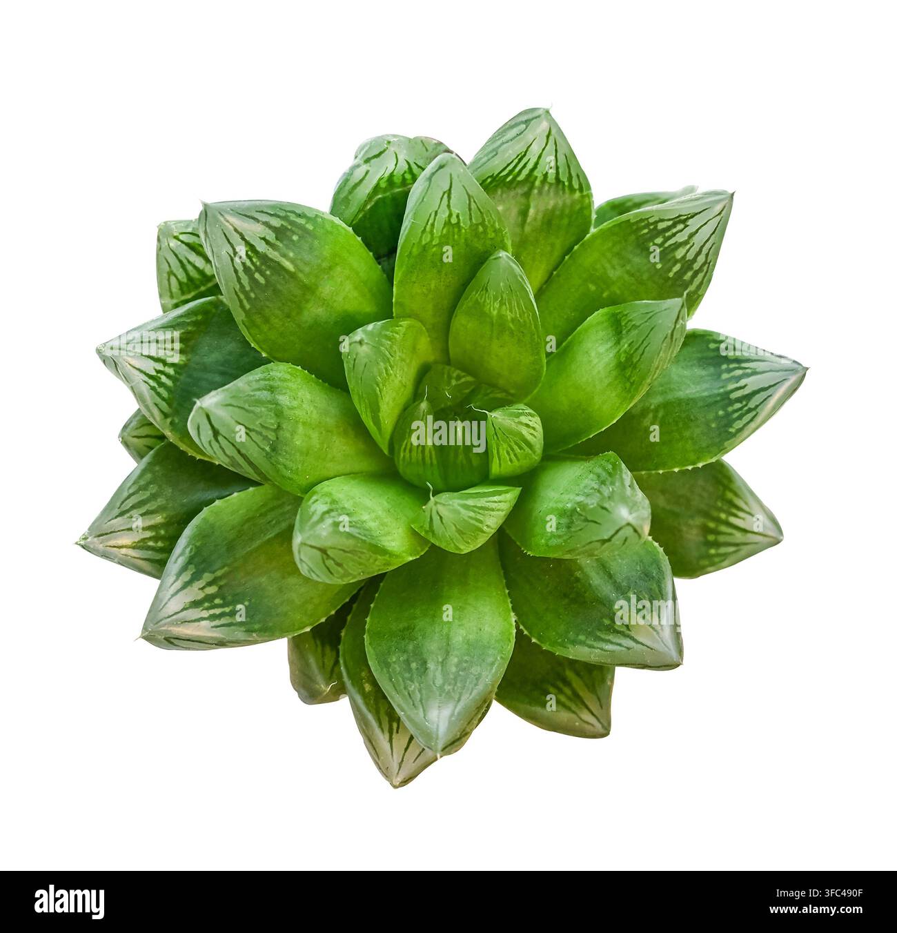 Pianta succulenta Haworthia isolata su sfondo bianco, rosetta verde con foglie striate traslucide, pianta d'appartamento esotica per botanica, giardinaggio e Foto Stock