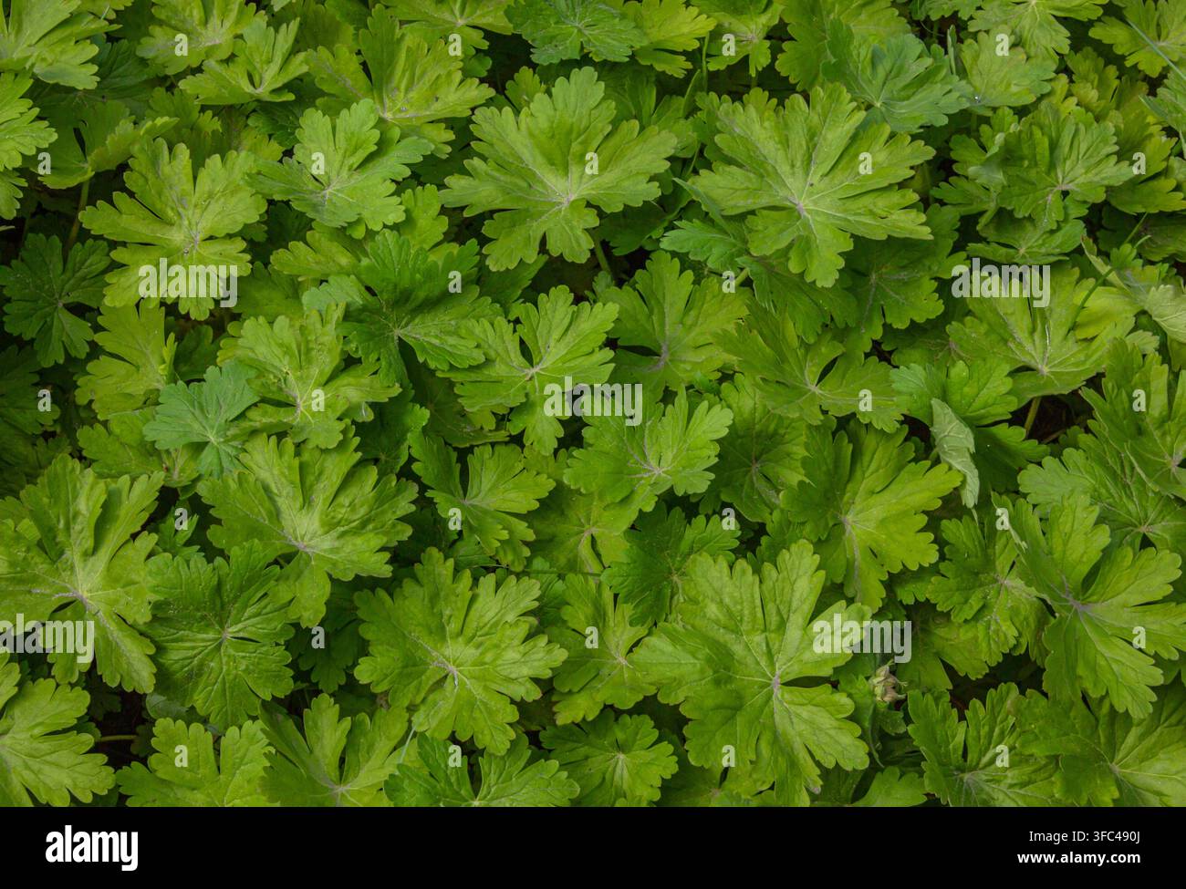 Foglie di geranio verde lussureggianti, sfondo botanico vivace con texture. Sfondo naturale, texture. Foto Stock