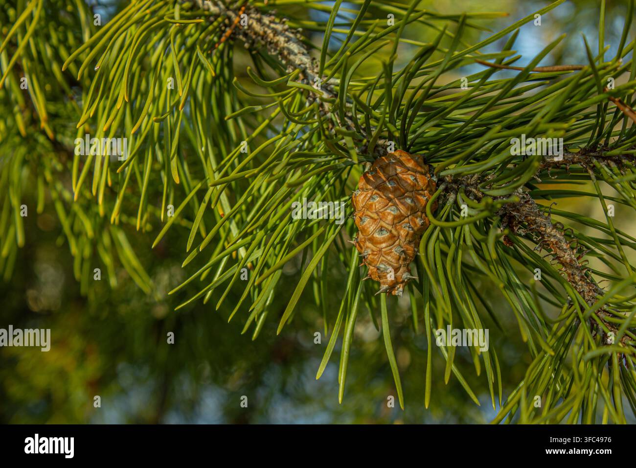 Prima vista di un ramo di pino verde con aghi e una pigna fresca illuminata dalla calda luce del sole in una foresta. Foto Stock