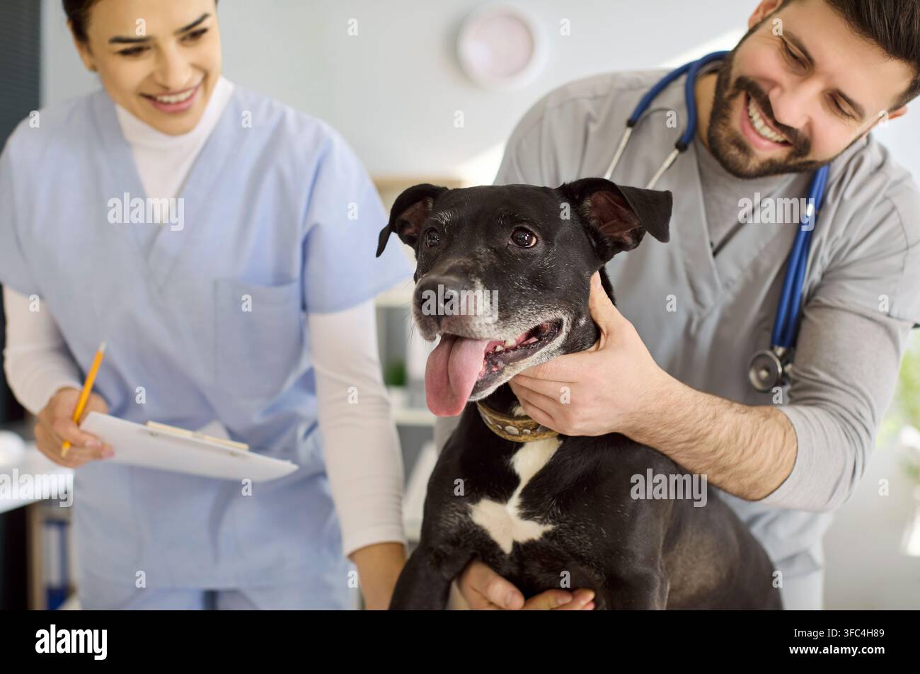 Team veterinario sorridente che si prende cura di un cane nero anziano durante un controllo amichevole in clinica Foto Stock