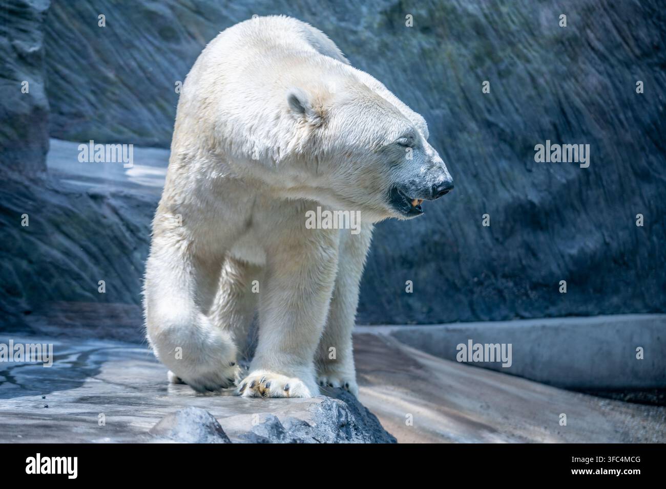 Un orso polare si muove lentamente su una zona rocciosa. Lo sfondo mostra un terreno impervio tipico del suo habitat freddo. La scena cattura il comportamento naturale e l'ambiente dell'orso. Foto Stock