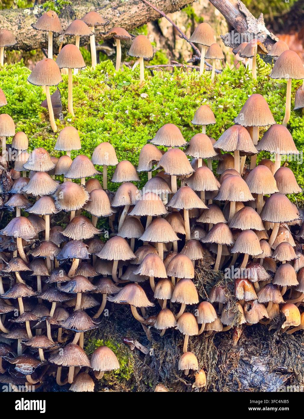 Un ammasso fitto di piccoli funghi marroni con steli sottili cresce su un tronco coperto di muschio in un ambiente boschivo. Foto Stock