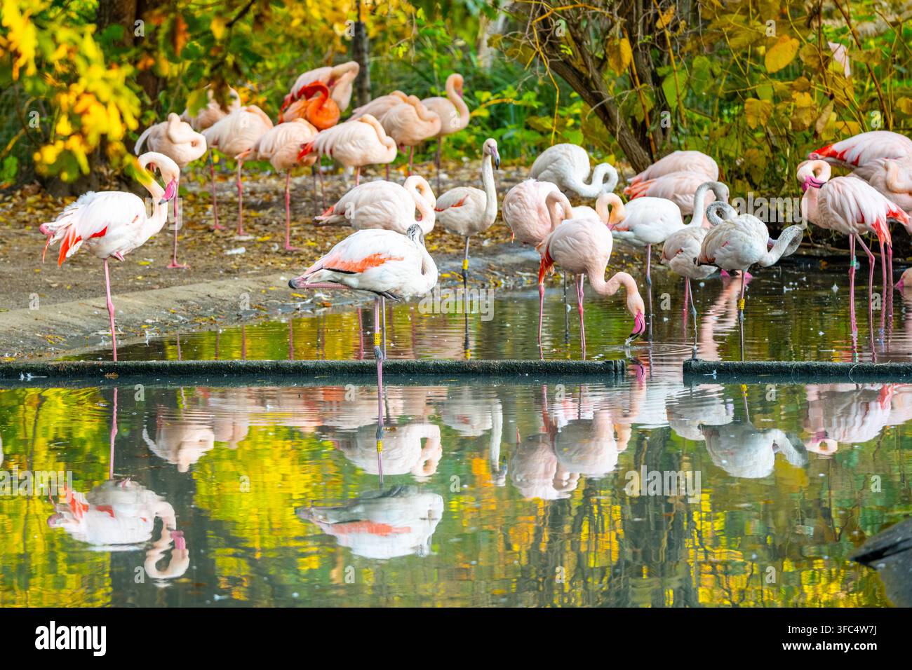 I fenicotteri si nutrono e riposano con grazia in uno stagno sereno circondato da una vivace vegetazione autunnale, creando una scena tranquilla per la fotografia naturalistica e casi d'uso editoriali punto punto punto. Foto Stock