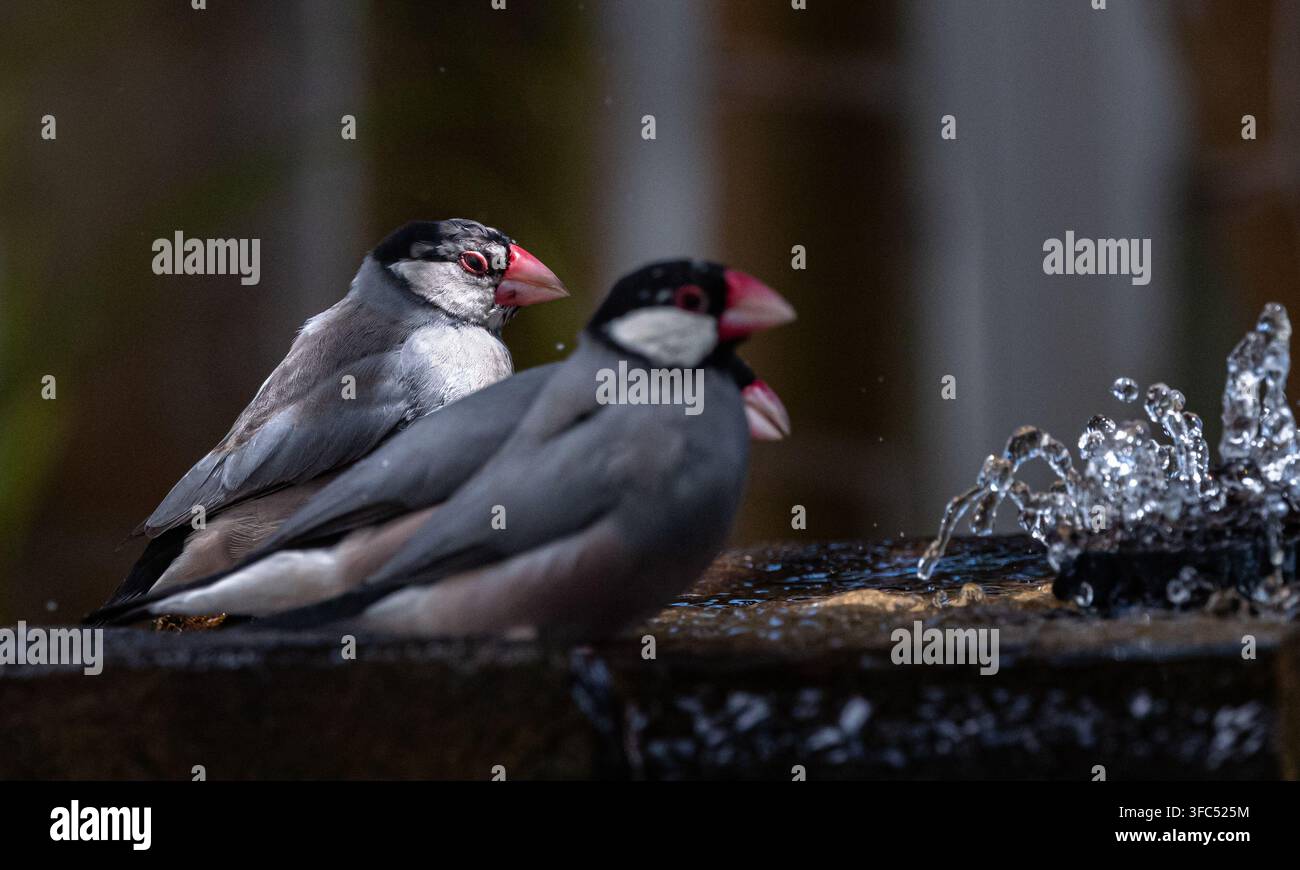 Giovane Passero di Giava che beve a una fontana da giardino con la famiglia Foto Stock
