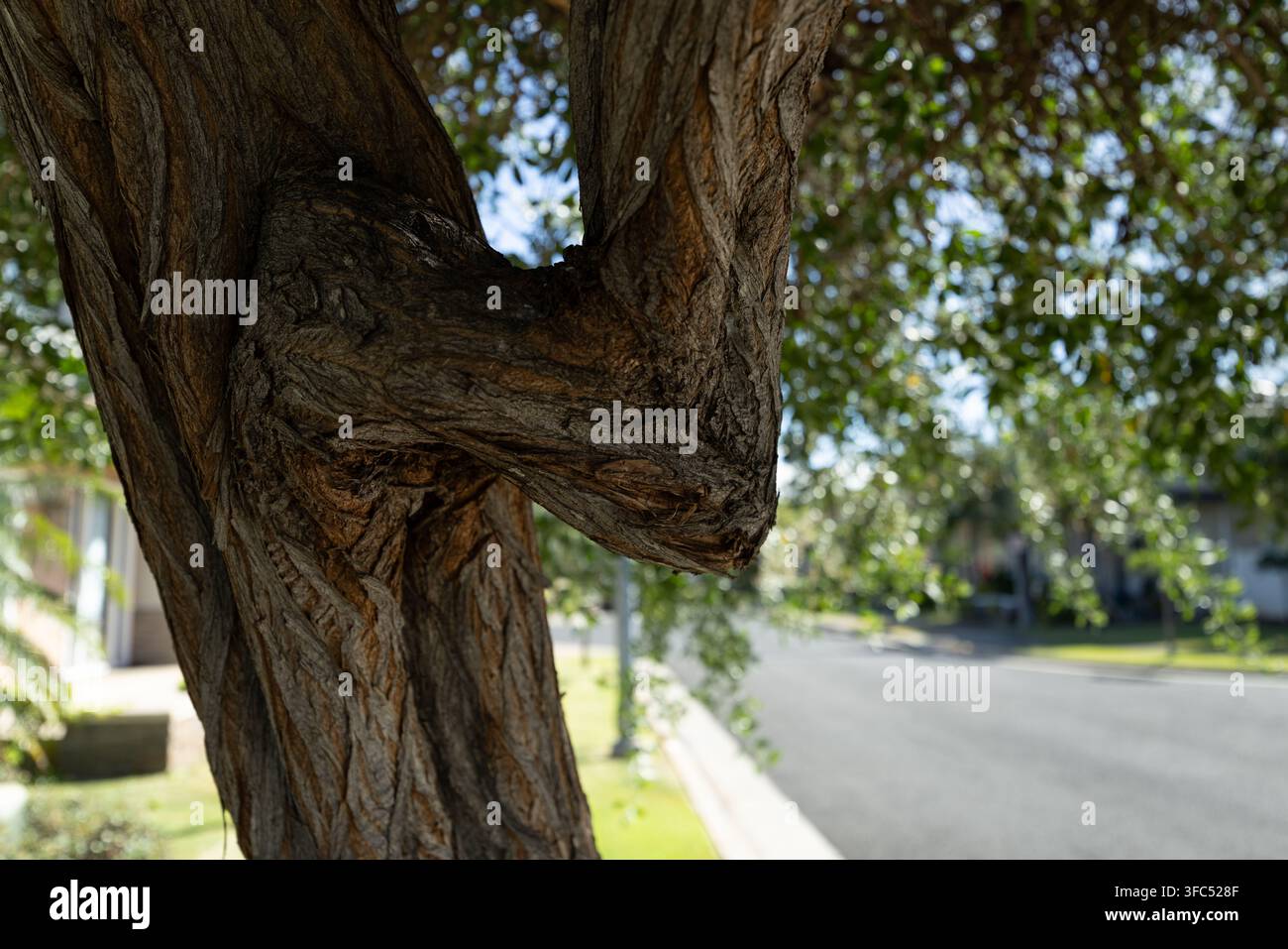 Ramino curvo di un albero che forma una forma a gomito nel quartiere di Oahu Foto Stock