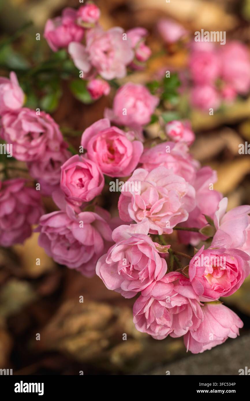 Grappolo di piccole rose polyantha doppie rosa in fiore con boccioli, sfondo di foglie cadute in autunno, fotografia floreale da giardino Foto Stock