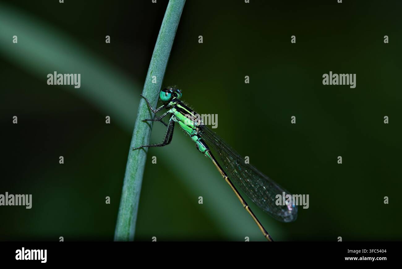 Macro close-up di una libellula verde vivace appollaiata su uno stelo sottile su uno sfondo verde scuro Foto Stock