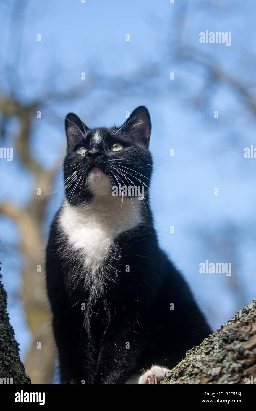 Un gatto nero domestico sorprendente con un petto bianco brillante è appollaiato su un ramo d'albero, guardando verso l'alto su uno sfondo di cielo blu chiaro. Foto Stock