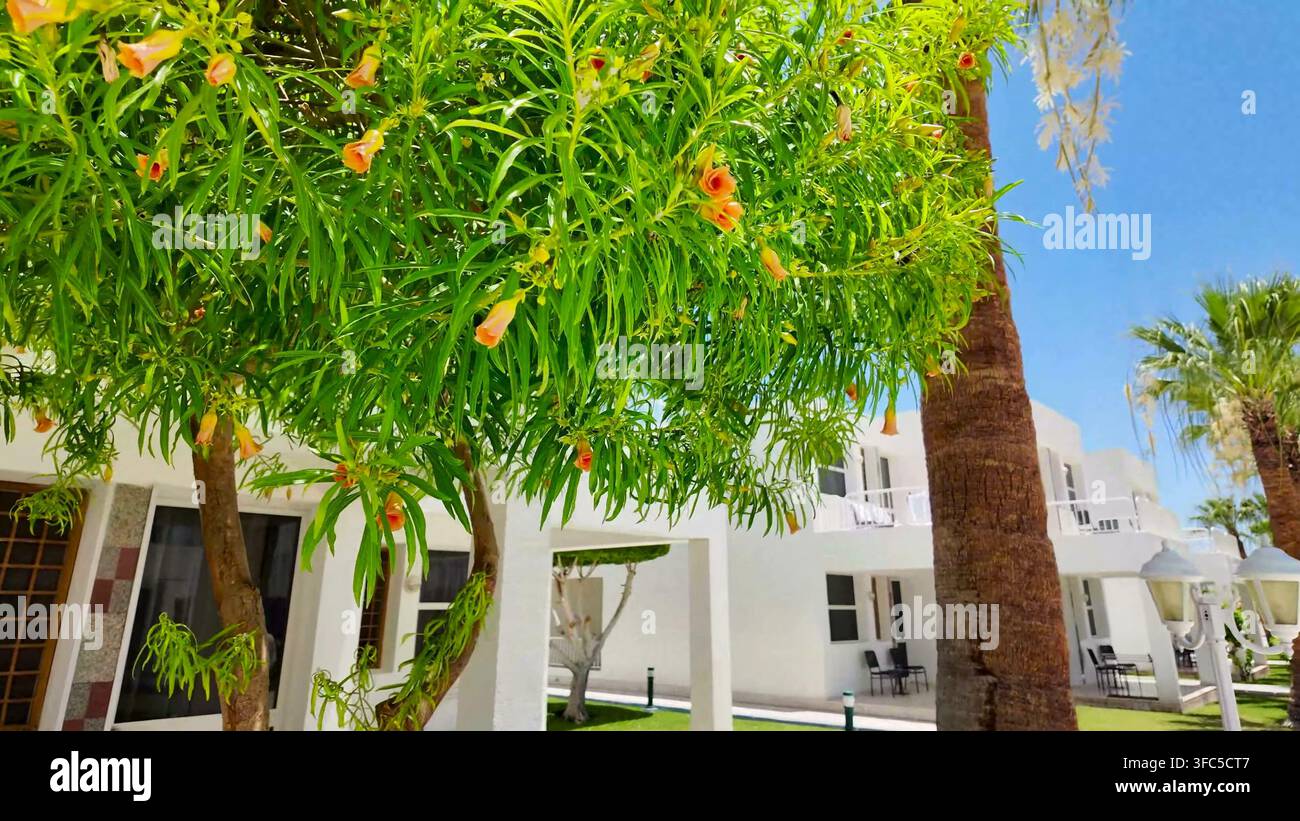 Un primo piano di un albero tropicale in fiore con fiori gialli a forma di campana davanti agli edifici bianchi di un resort. Foto Stock