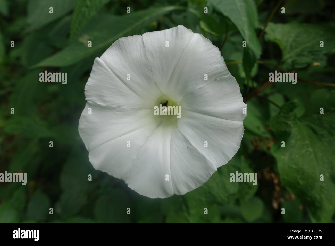Prima piano di un singolo fiore di convolvolo bianco in fiore circondato da foglie verdi rigogliose e vegetazione. Foto Stock