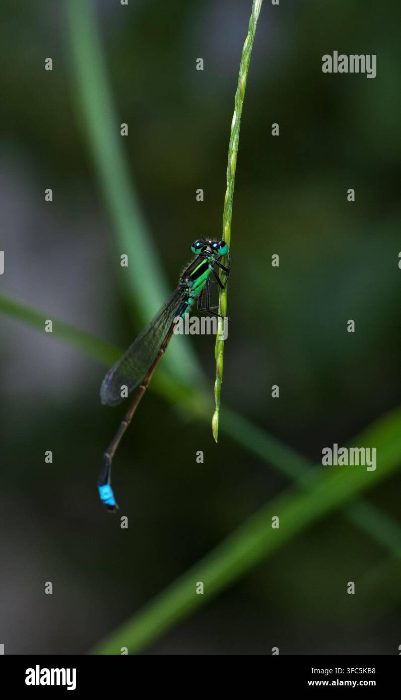 Fotografia macro di una libellula dalle punte blu (Zygoptera) aggrappata a una sottile foglia d'erba verde Foto Stock