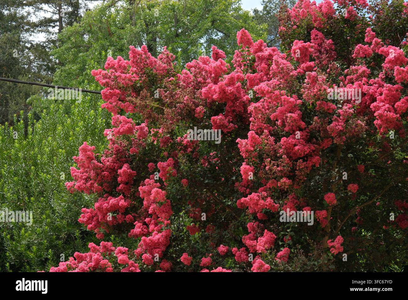 Fiorellini di bougainvillea rosso brillante riempiono una scena di giardino lussureggiante, spiccano contro una fitta vegetazione verde. Foto Stock