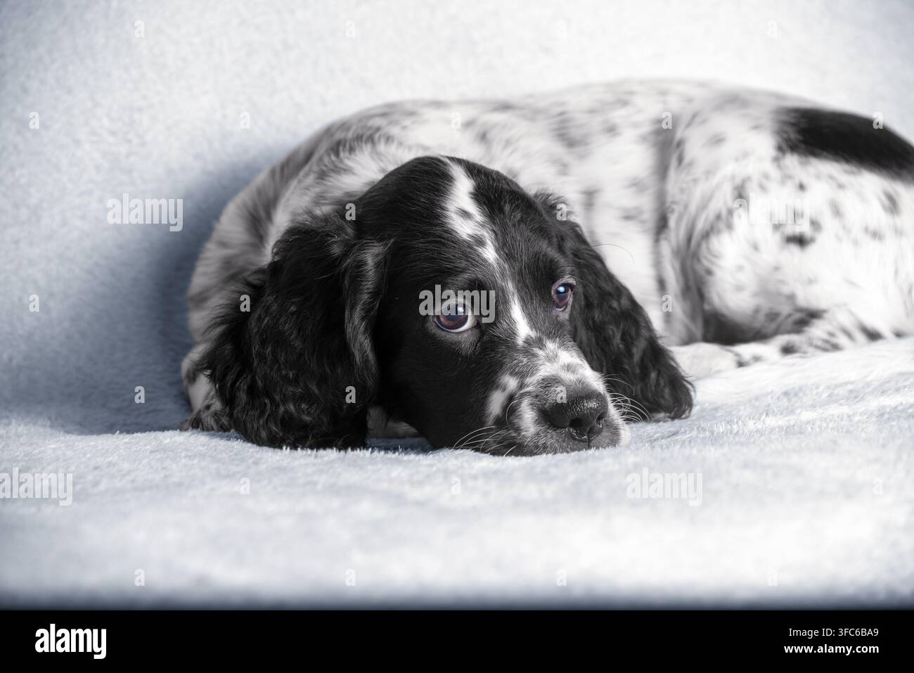 Adorabile cucciolo di English Setter che si riposa dopo aver giocato. Bellissimo cucciolo bianco con orecchie nere. Cani da caccia. Foto Stock