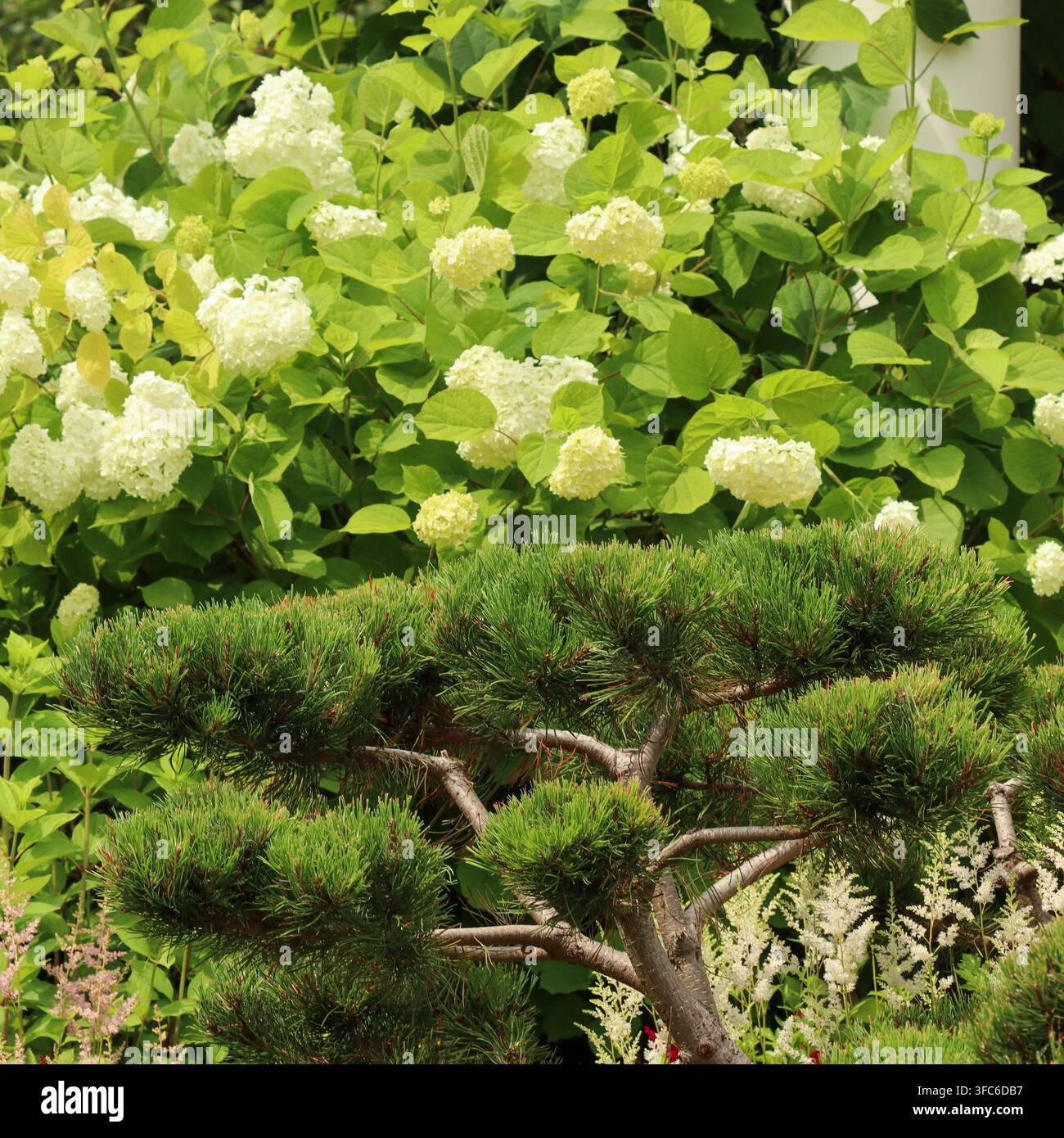 Bellissimo design del giardino che combina la forma strutturata di un bonsai di pino con fiori di ortensia bianchi lussureggianti e fogliame verde Foto Stock