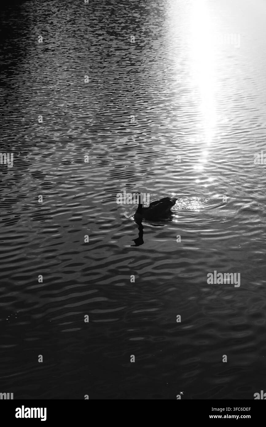 Cigno bianco che nuota nell'acqua scura sotto la struttura di un ponte, Ontario, Canada. Foto Stock