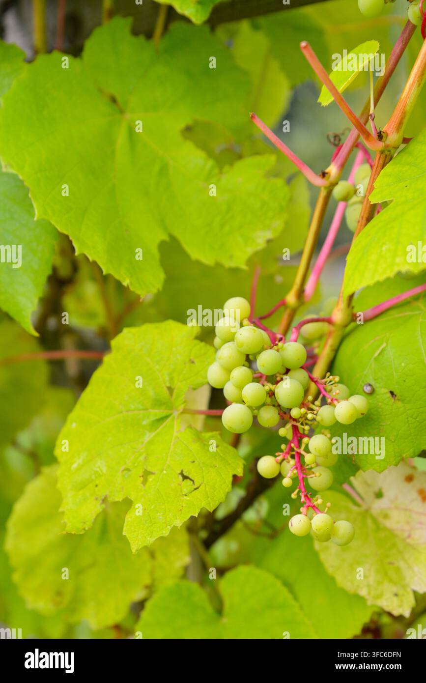 Prima piano di grappoli d'uva verdi immaturi che si sviluppano su una vite sana circondata da foglie vibranti, catturando la crescita naturale della vigna per l'agricoltura Foto Stock