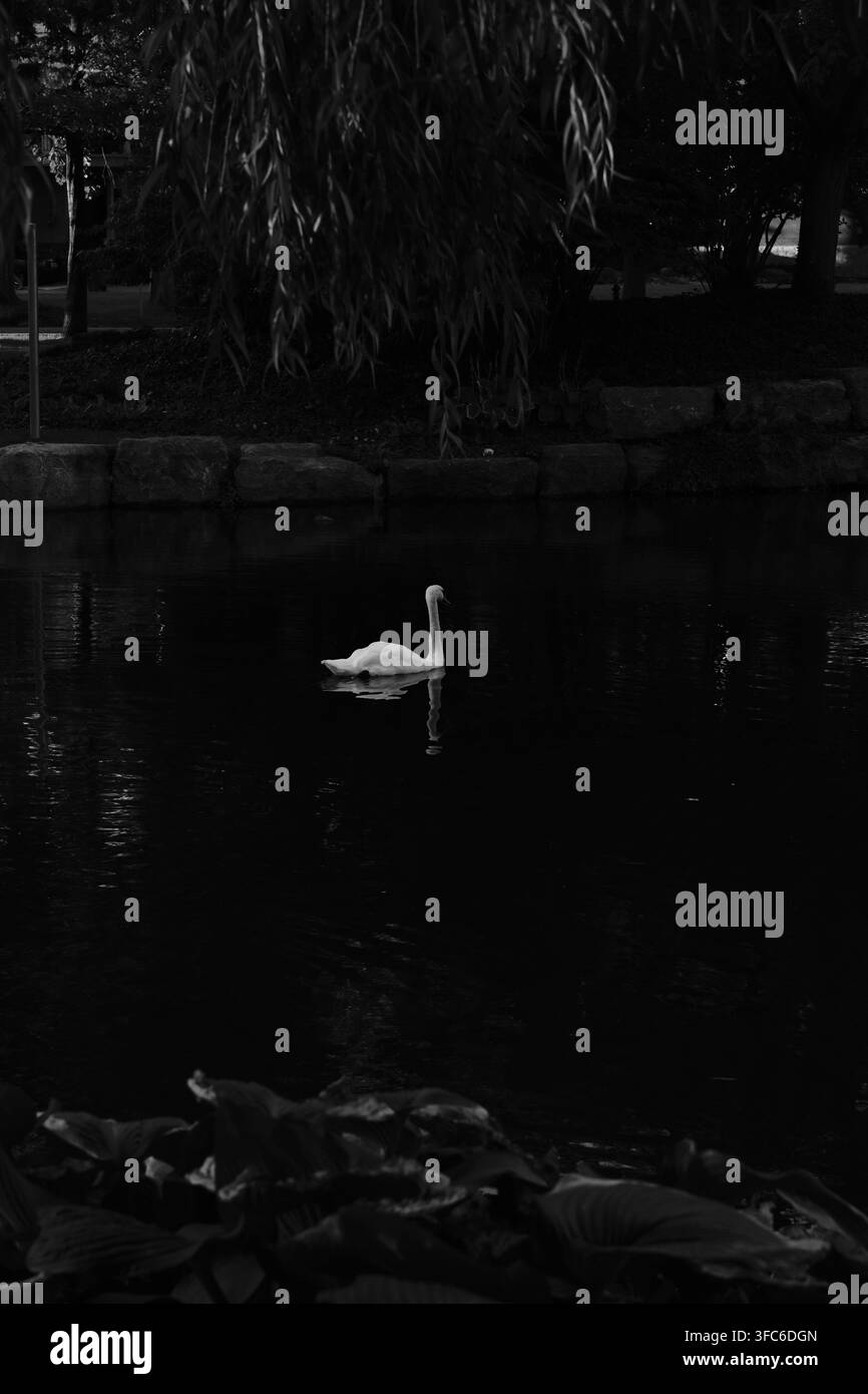 Cigno bianco che nuota nell'acqua scura sotto la struttura di un ponte, Ontario, Canada. Foto Stock